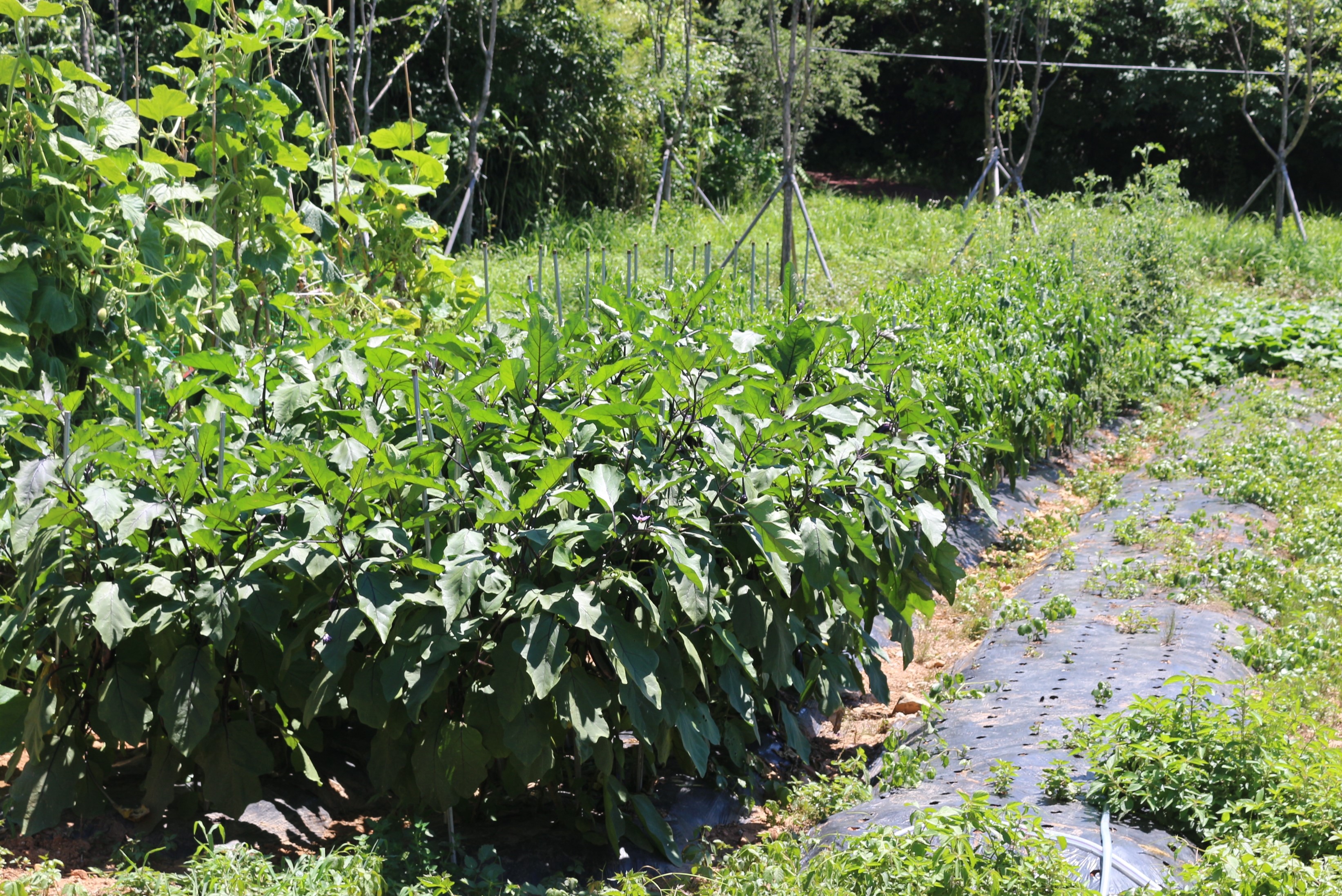 야외텃밭 이미지