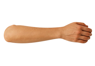 아래팔의지 미관형